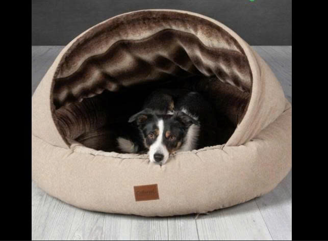 Bật mí tiêu chí chọn nệm cho chó Trung Quốc, cách nhập hàng