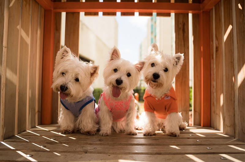 Phụ kiện cho thú cưng