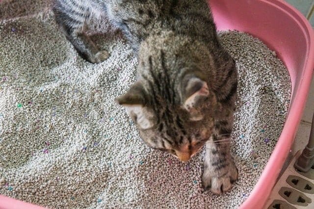 Cát mèo có CO Form E mức thuế nhập khẩu thường ở mức 0%. VAT theo chính sách hiện hành ở mức 8%